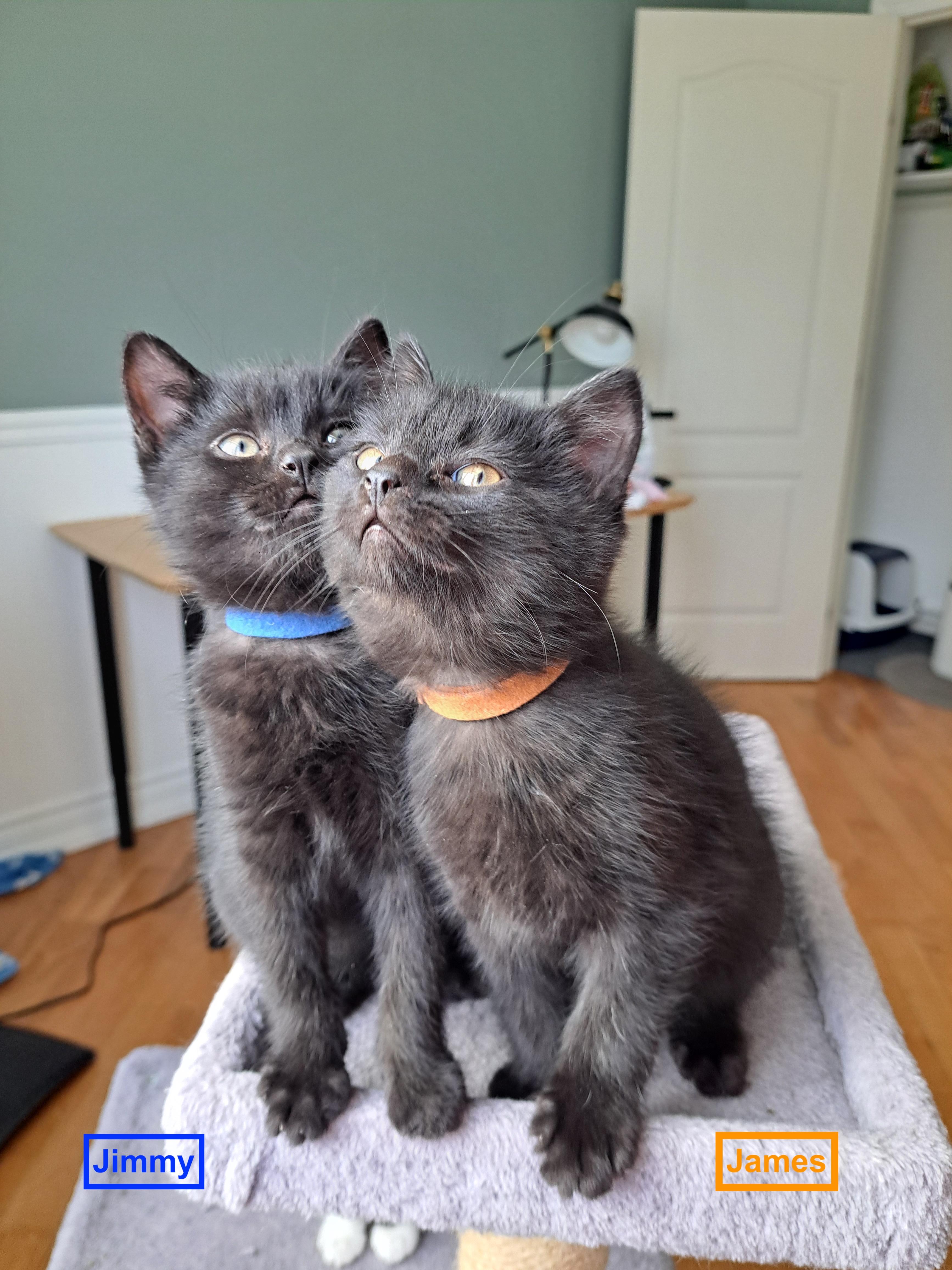 Enlarge Jimmy (FA/FF), a ADOPTABLE Domestic Short Hair in Sainte-Angele-de-Monnoir, QC image 4/4