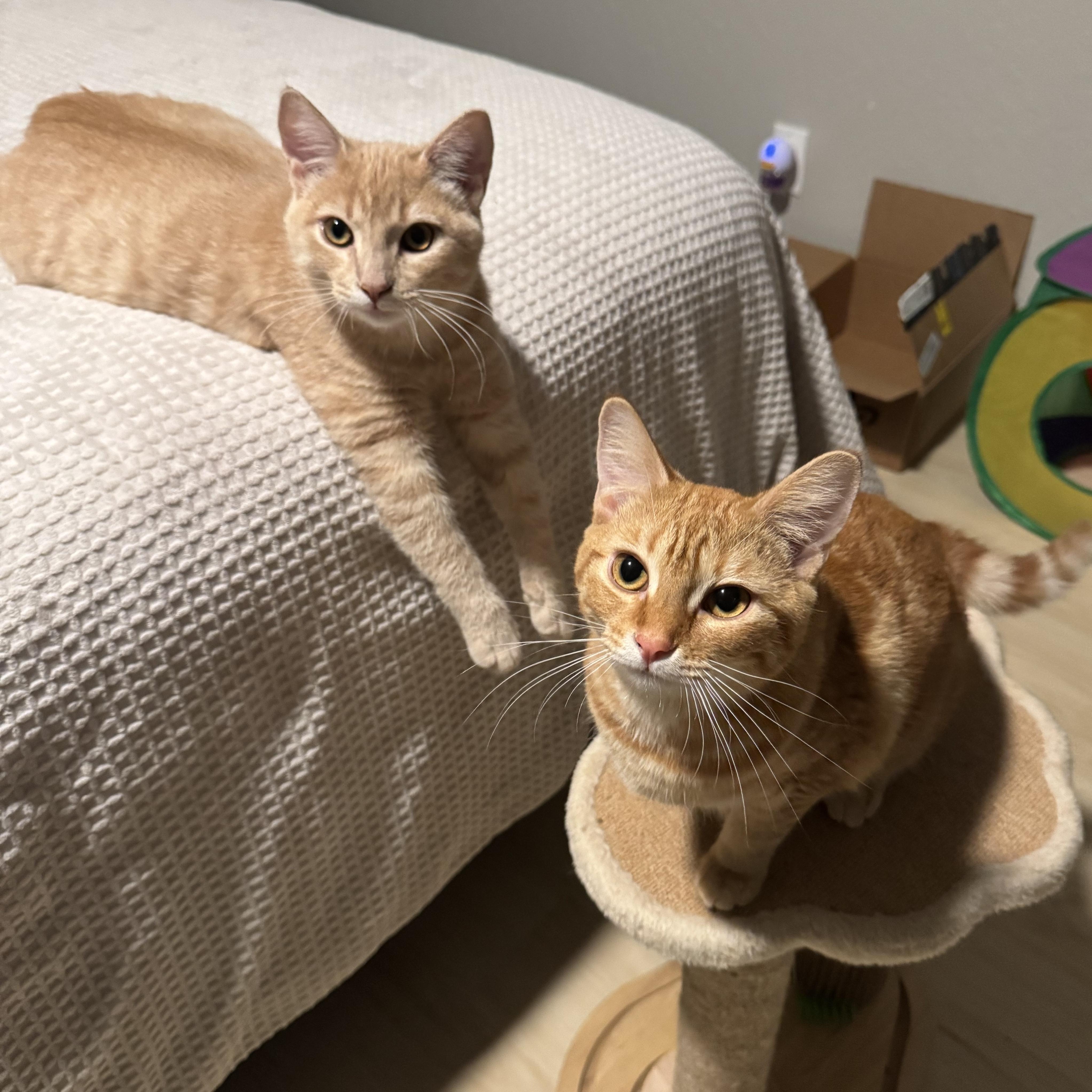 Enlarge Leo, a ADOPTABLE Tabby in Vallejo, CA image 1/4