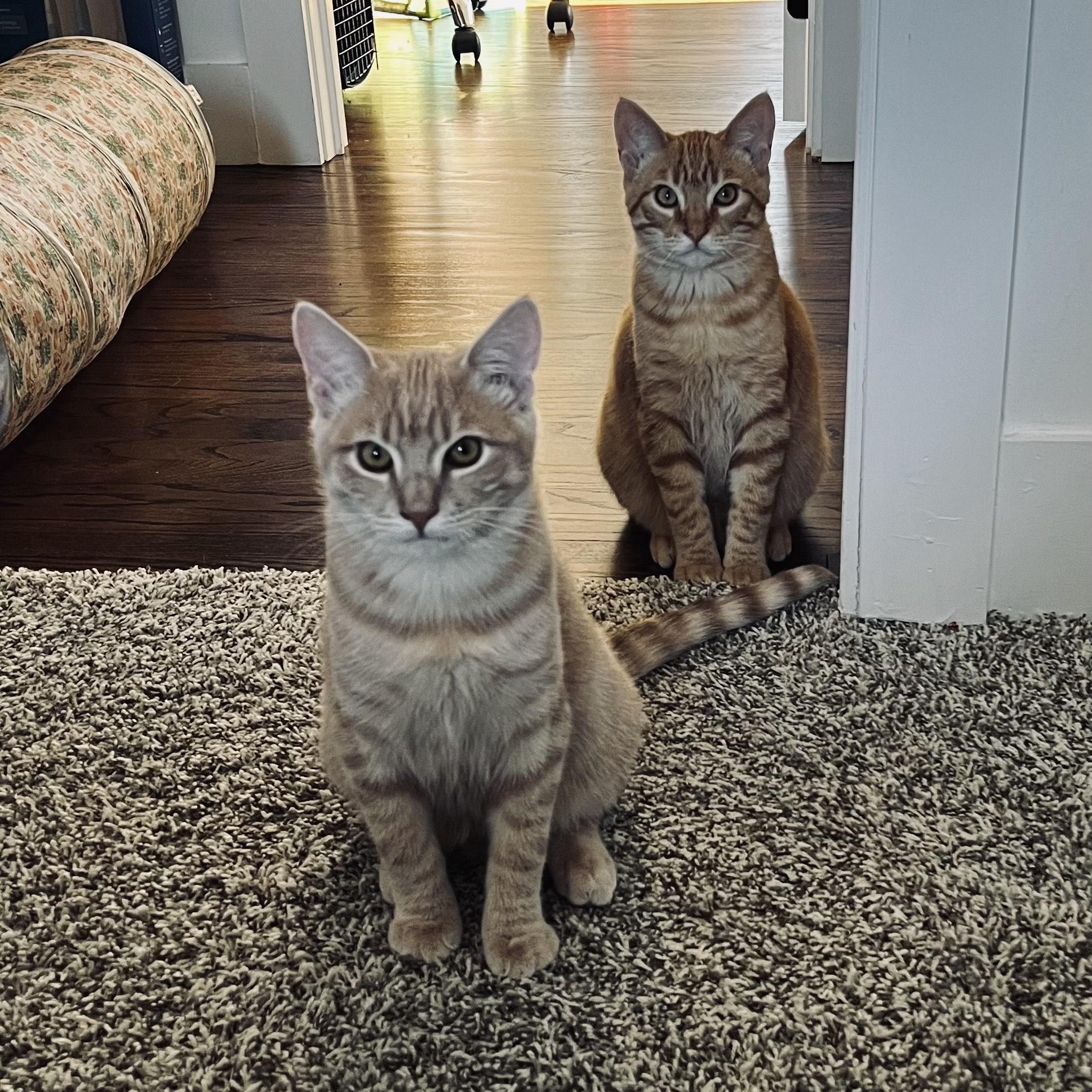 Enlarge Leo, a ADOPTABLE Tabby in Vallejo, CA image 2/4