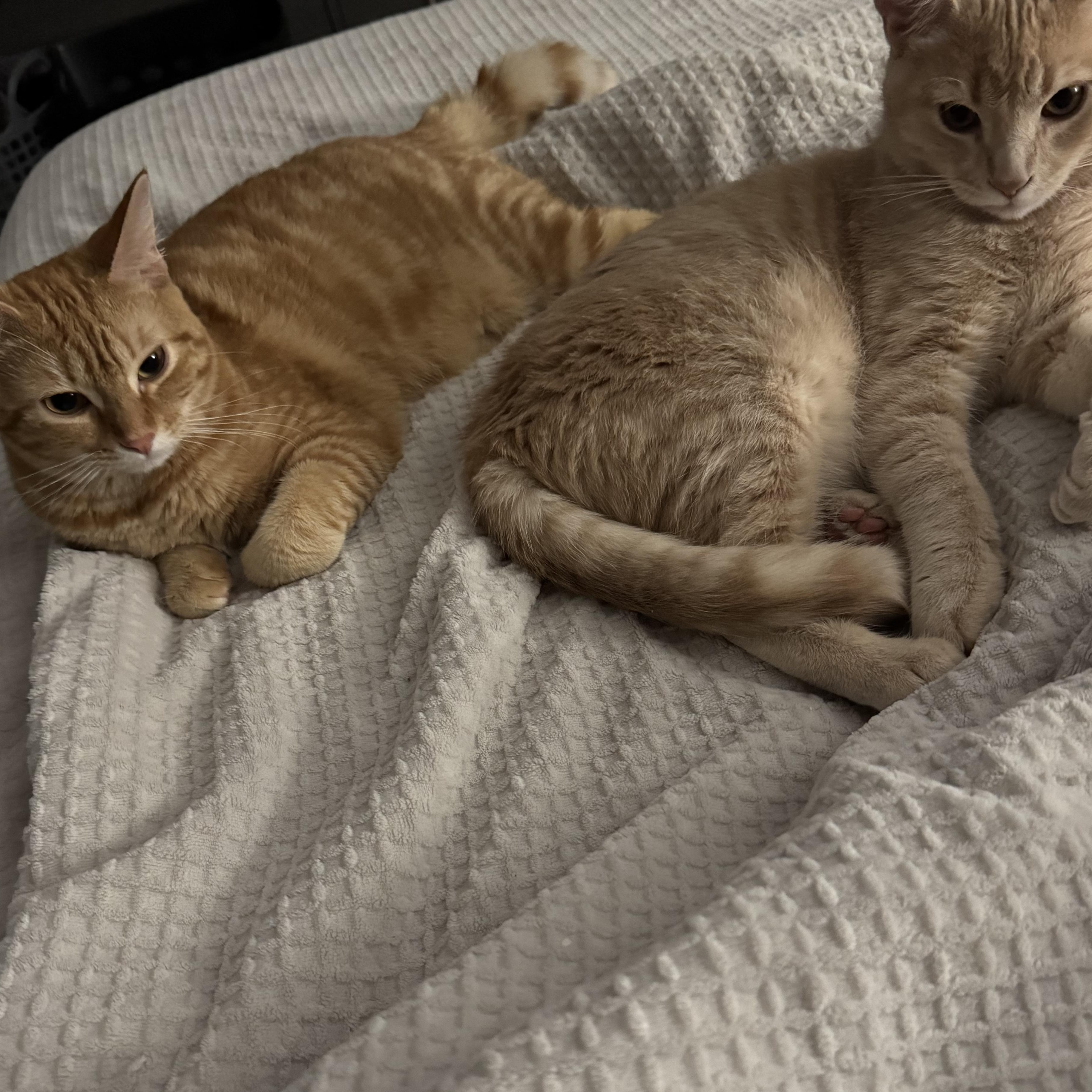 Enlarge Leo, a ADOPTABLE Tabby in Vallejo, CA image 4/4