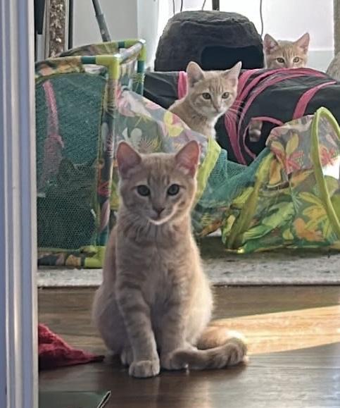 Enlarge Leo, a ADOPTABLE Tabby in Vallejo, CA image 3/4