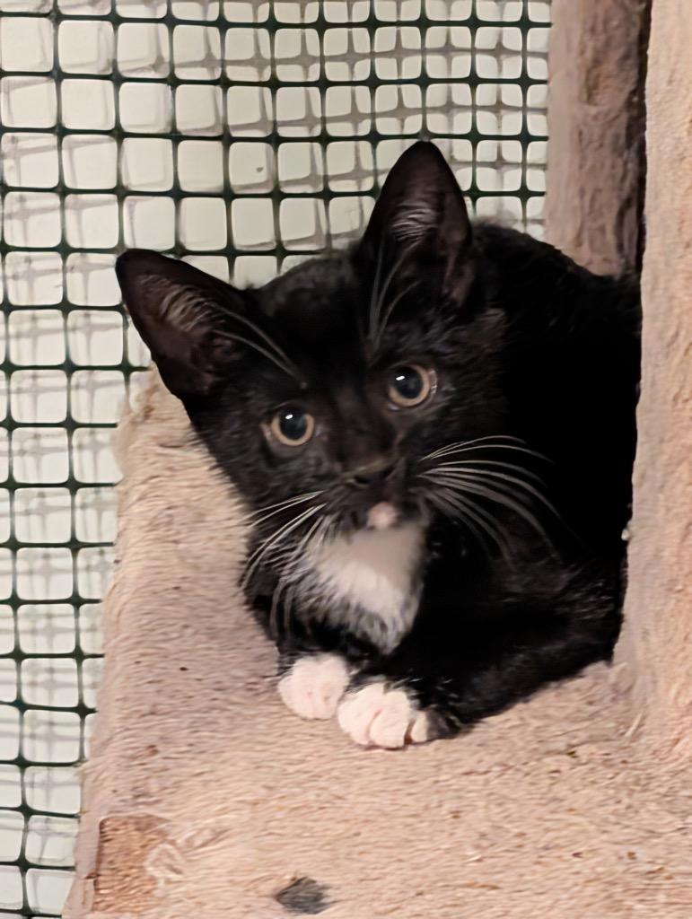 Monty, Adoptable, Kitten Male Domestic Short Hair.