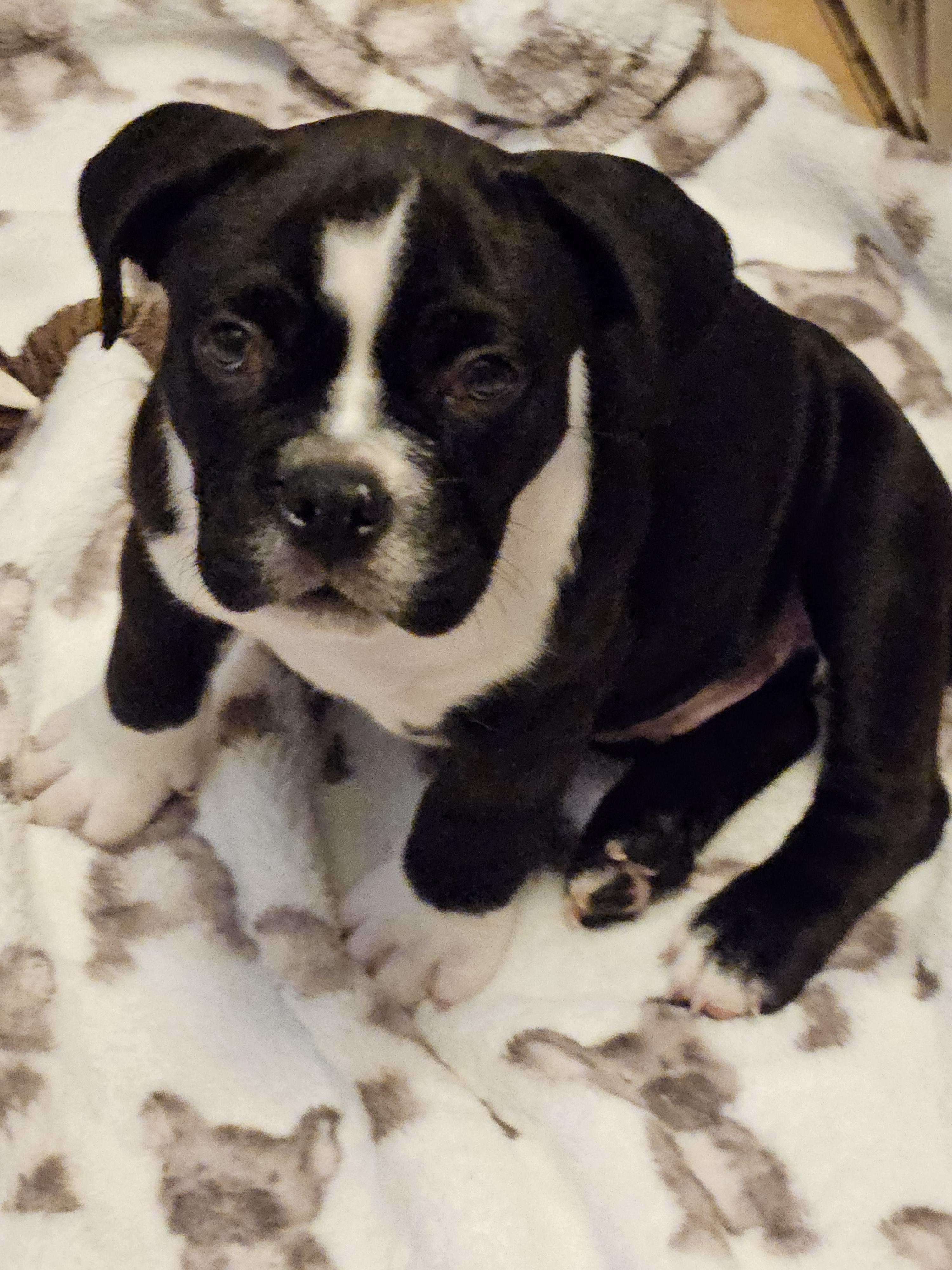 Chewy, adopted, Puppy Male American Bully & Boxer.
