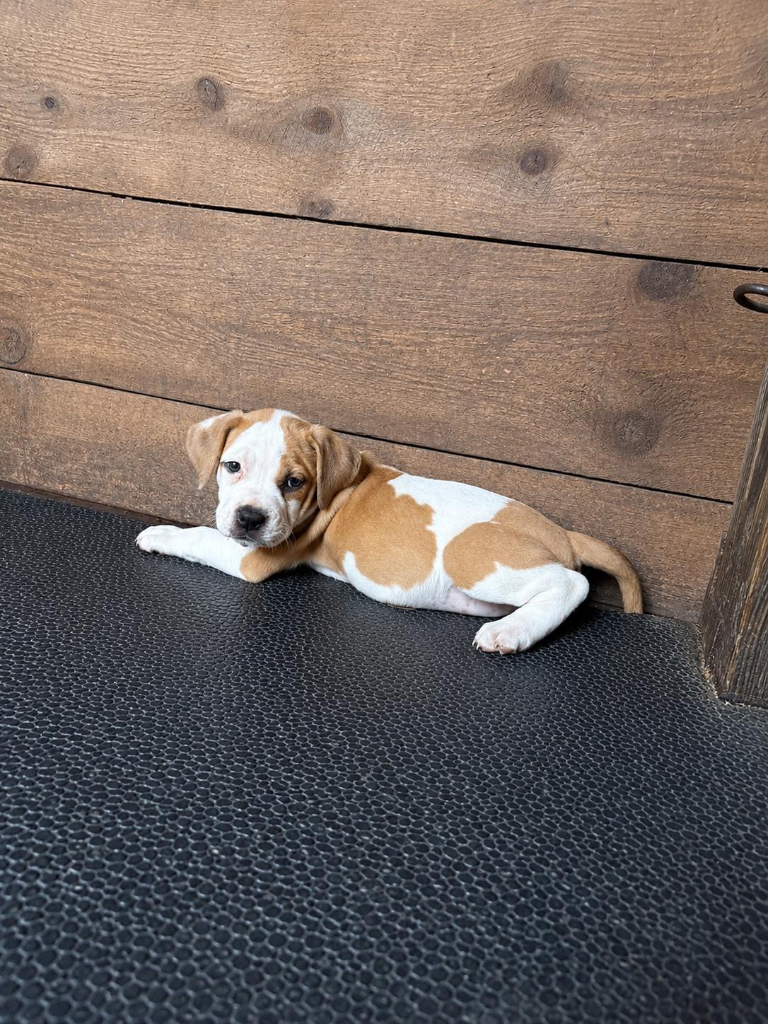 Dixie, adopted, Puppy Female Pit Bull Terrier.