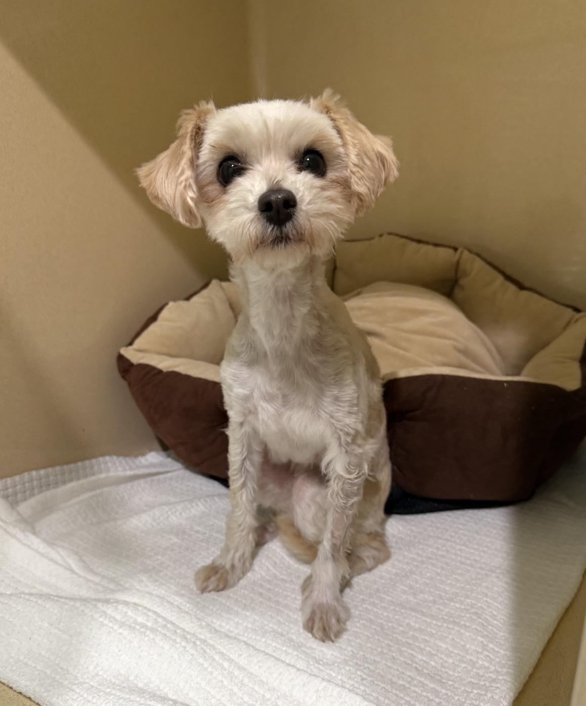 Tiny, adopted, Adult Female Maltese.
