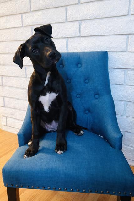 Luna, an adopted German Shepherd Dog in Oceanside , CA image 2/3