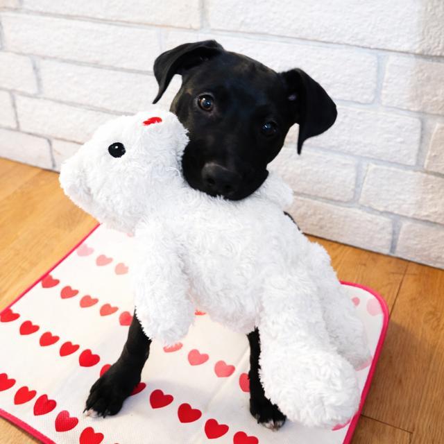 Luna, an adopted German Shepherd Dog in Oceanside , CA image 3/3