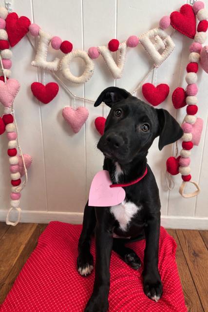 Luna, an adopted German Shepherd Dog in Oceanside , CA image 1/3