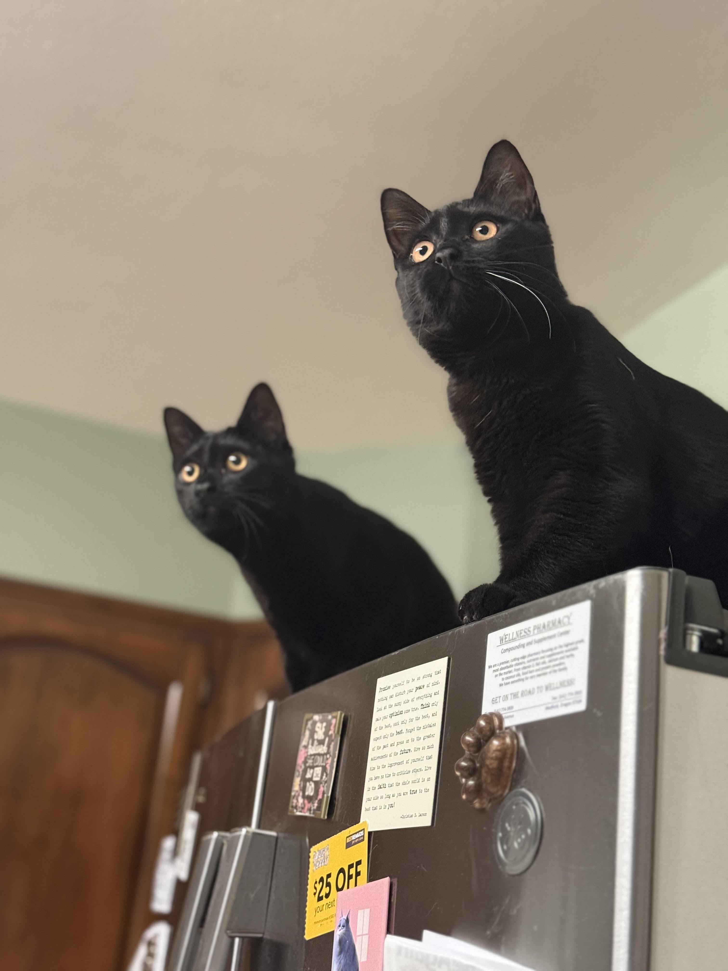 Enlarge Gertie & Delilah, a ADOPTABLE Domestic Short Hair in Medford, OR image 1/3