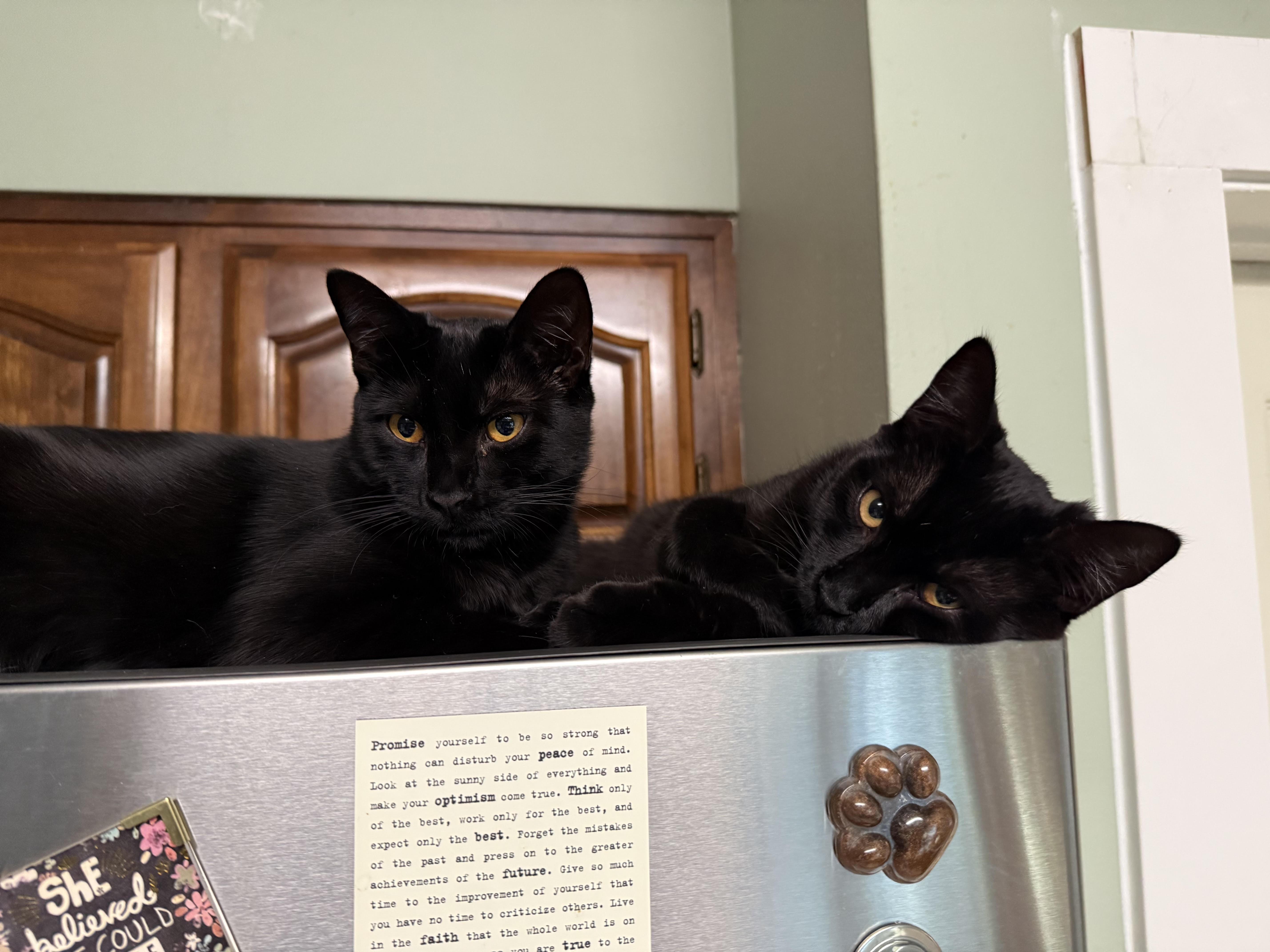 Enlarge Gertie & Delilah, a ADOPTABLE Domestic Short Hair in Medford, OR image 3/3