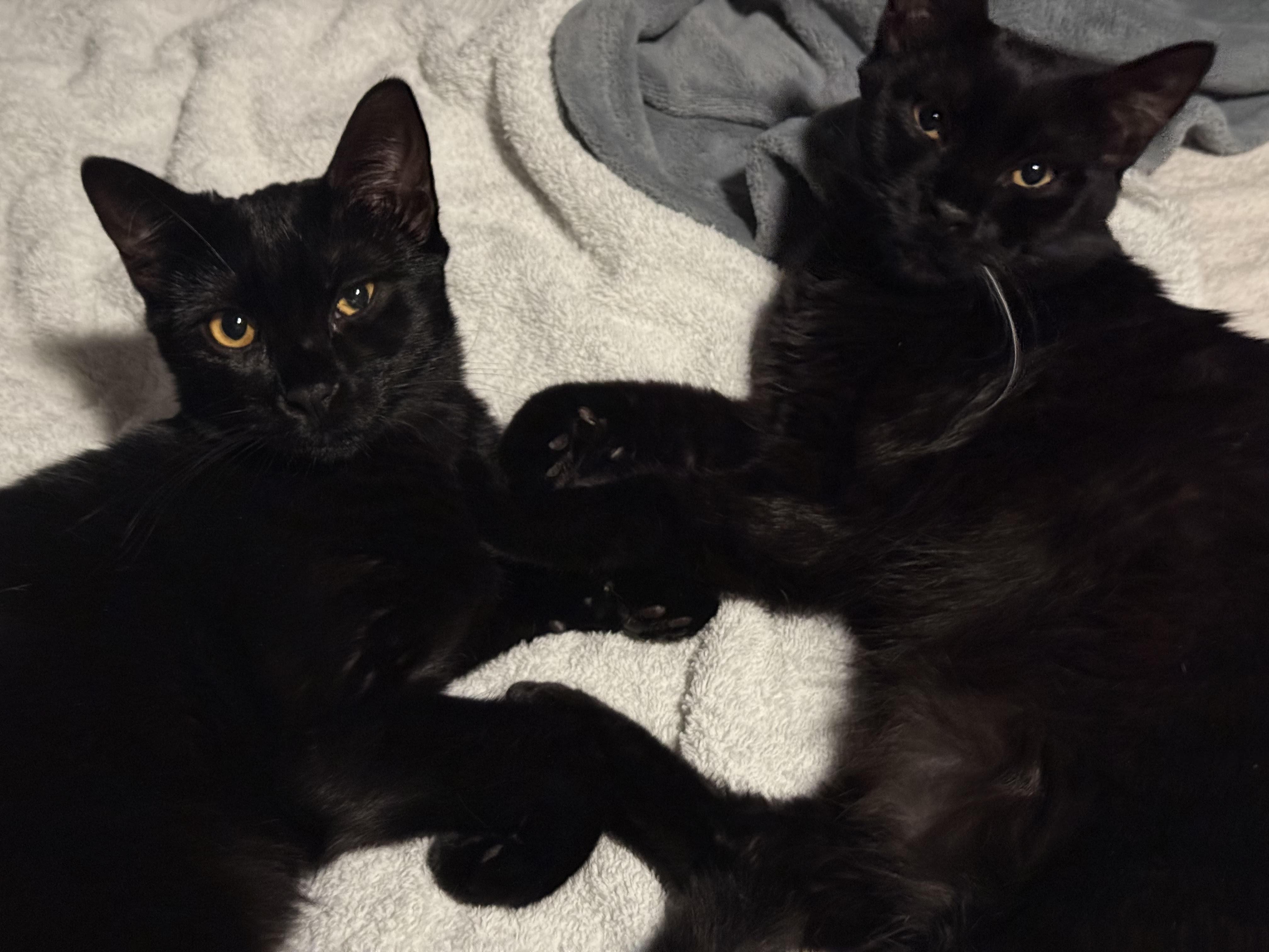 Enlarge Gertie & Delilah, a ADOPTABLE Domestic Short Hair in Medford, OR image 2/3