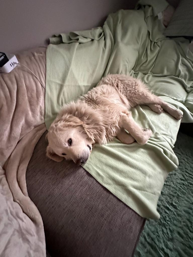 Enlarge Limp Bizkit, a Adoptable mixed breed in Fayetteville, AR image 1/2