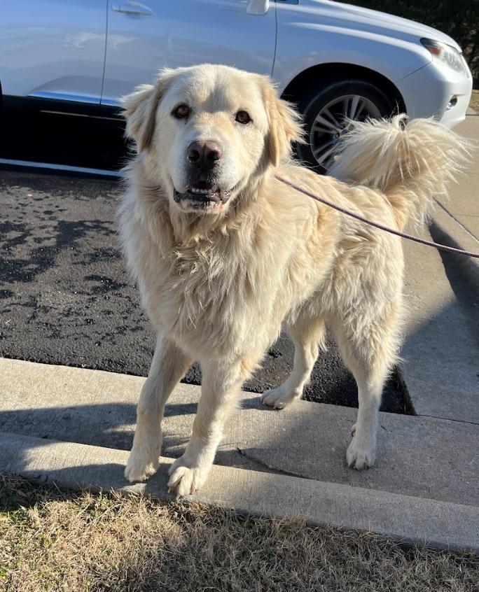 Enlarge Limp Bizkit, a Adoptable mixed breed in Fayetteville, AR image 2/2