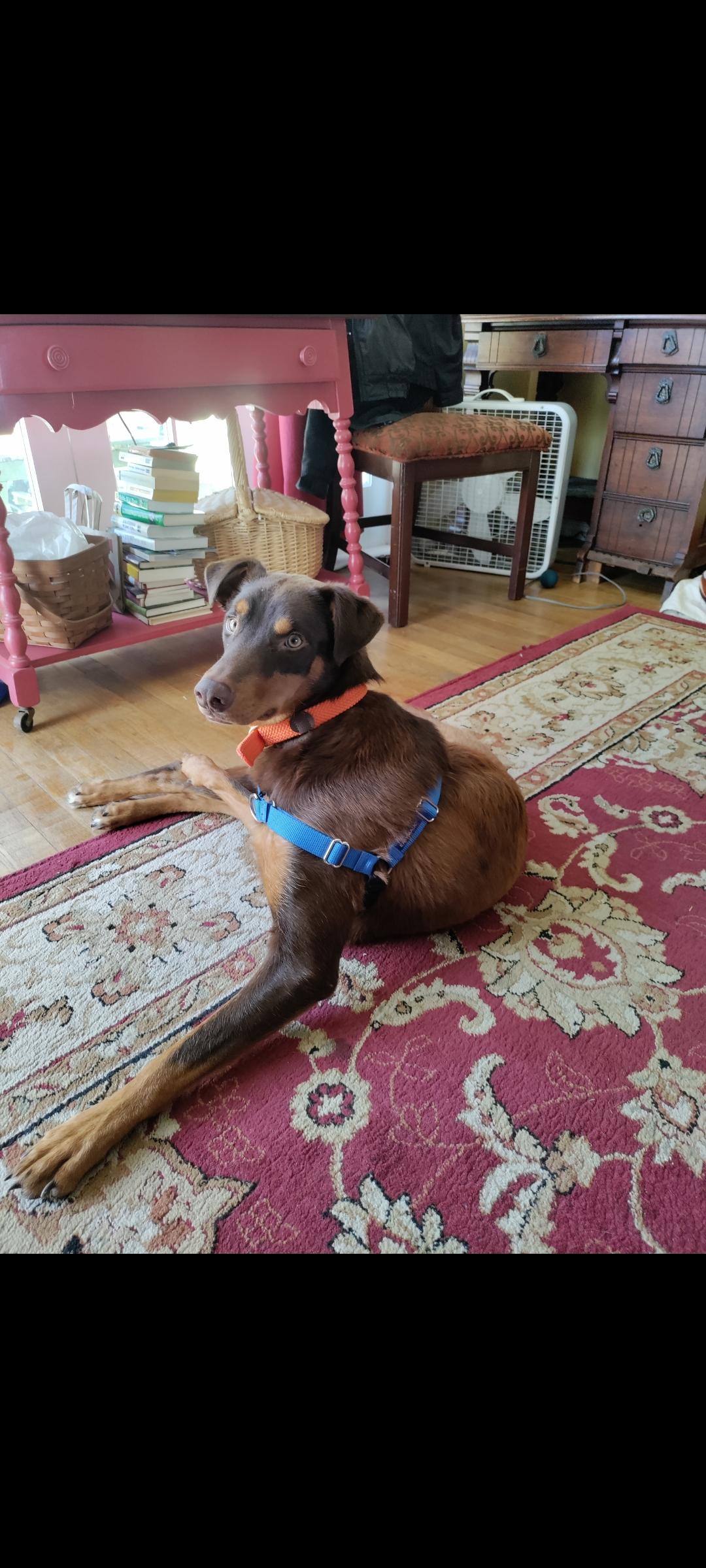 Enlarge Travis -- URGENT - NEEDS FOREVER HOME OR RESCUE ASAP, a ADOPTABLE mixed breed in Thousand Oaks, CA image 5/5