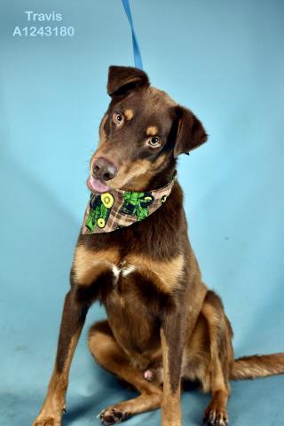 Travis -- URGENT - NEEDS FOREVER HOME OR RESCUE ASAP, ADOPTABLE, Adult Male Doberman Pinscher & Labrador Retriever.