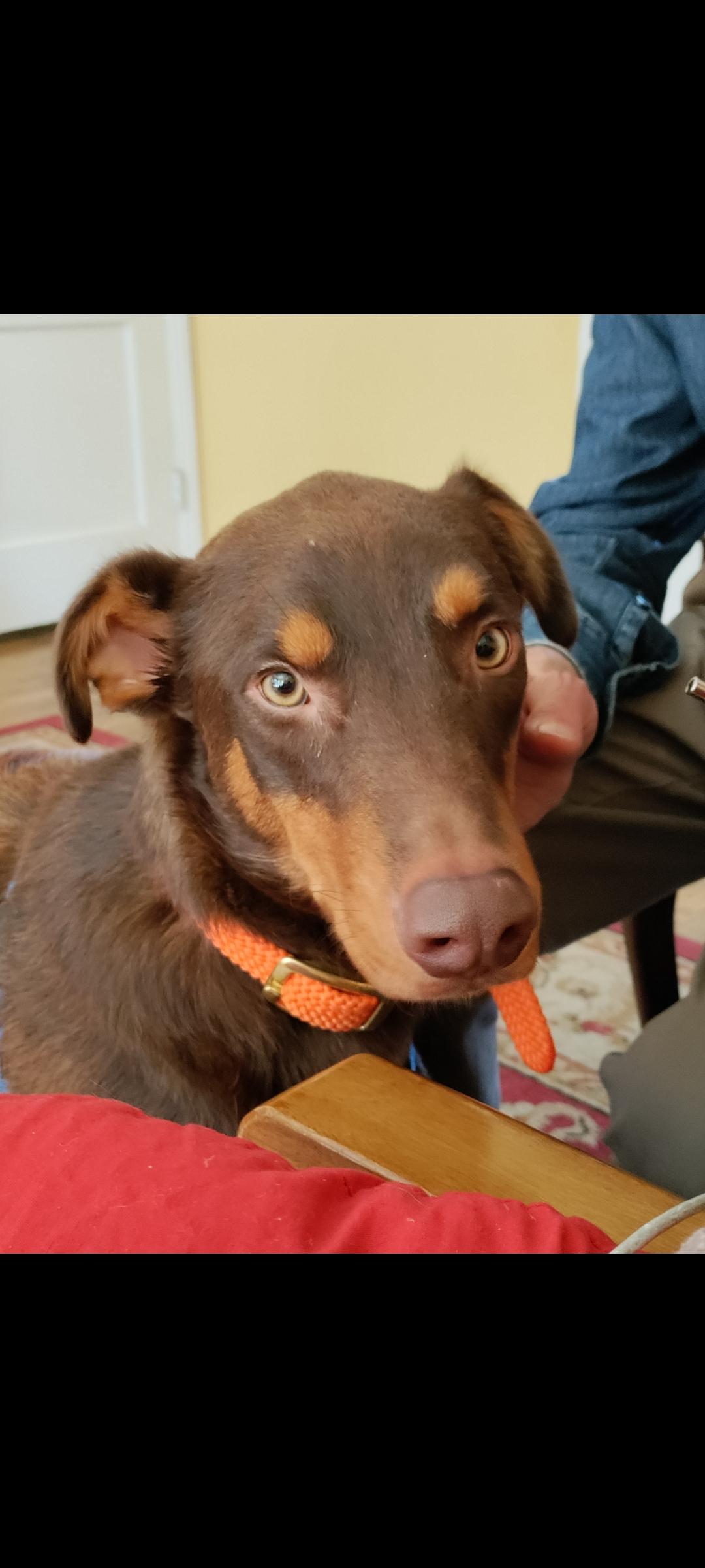 Enlarge Travis -- URGENT - NEEDS FOREVER HOME OR RESCUE ASAP, a ADOPTABLE mixed breed in Thousand Oaks, CA image 4/5