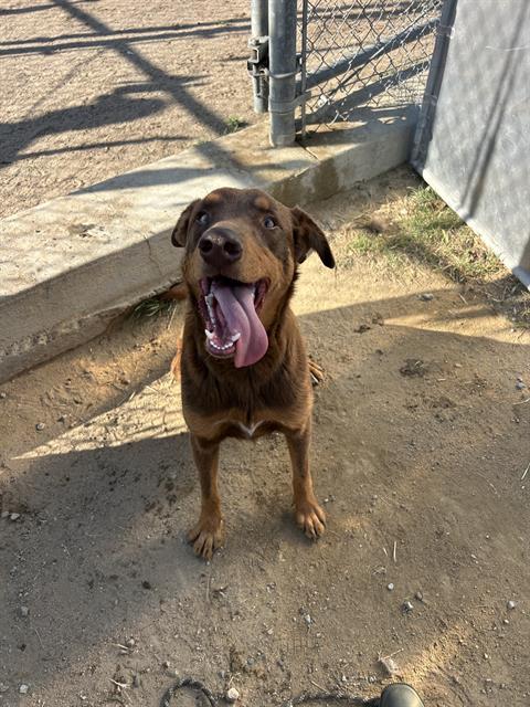 Enlarge Travis -- URGENT! LONGTIME RESIDENT!, a ADOPTABLE mixed breed in Thousand Oaks, CA image 1/1