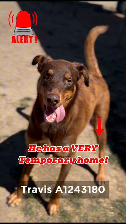 Enlarge Travis -- URGENT - NEEDS FOREVER HOME OR RESCUE ASAP, a ADOPTABLE mixed breed in Thousand Oaks, CA video 3/5