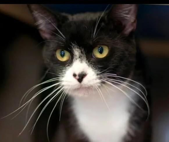 Niko, Adoptable, Young Male Domestic Short Hair.