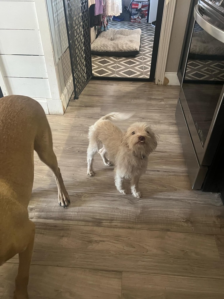 Dog for adoption Queso, a Brussels Griffon & Shih Tzu Mix in Vandalia