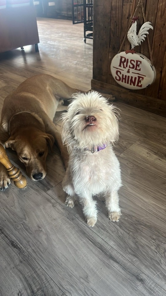 Dog for adoption Queso, a Brussels Griffon & Shih Tzu Mix in Vandalia