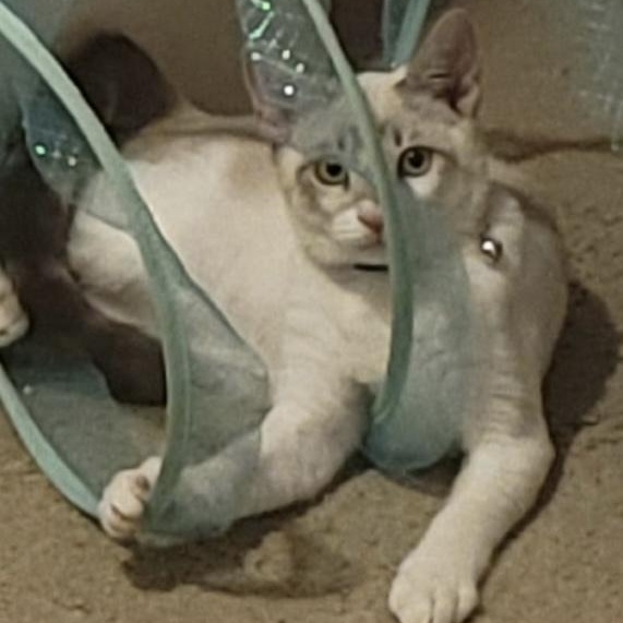 Dexter B, Adoptable, Young Male Siamese.