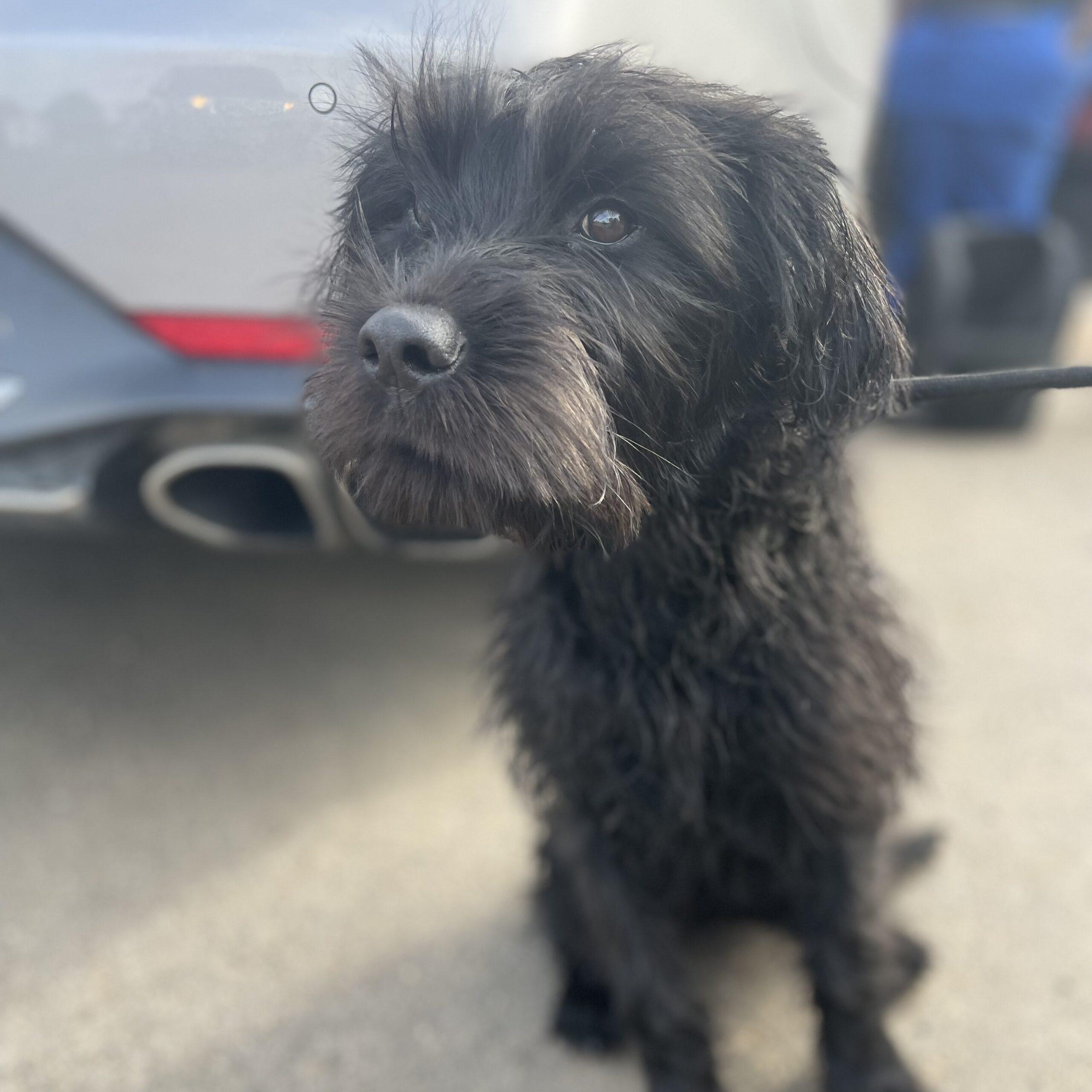 Dog for adoption - Cappy, a Labradoodle Mix in Pound, VA | Petfinder