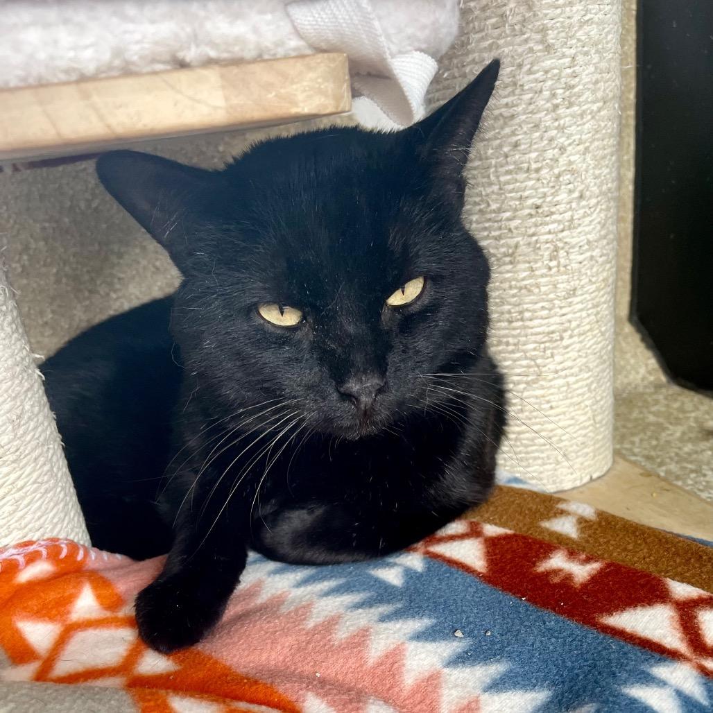 Ganache, Adoptable, Adult Male Domestic Short Hair.