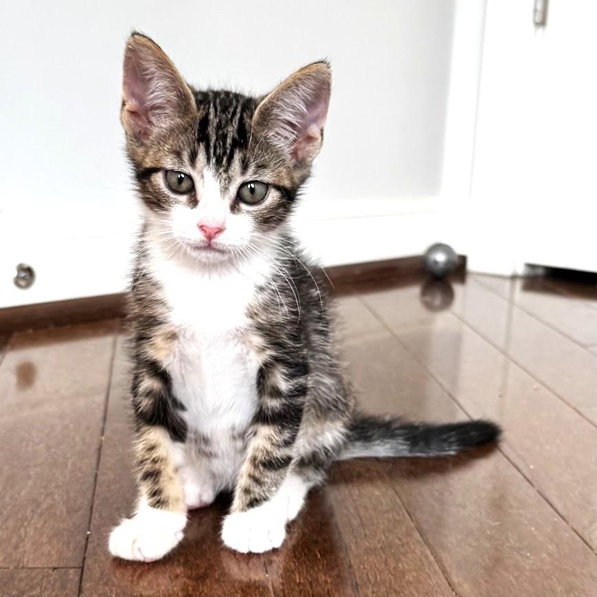 Enlarge Ollie, a Adoptable Domestic Short Hair in Chantilly, VA image 1/2