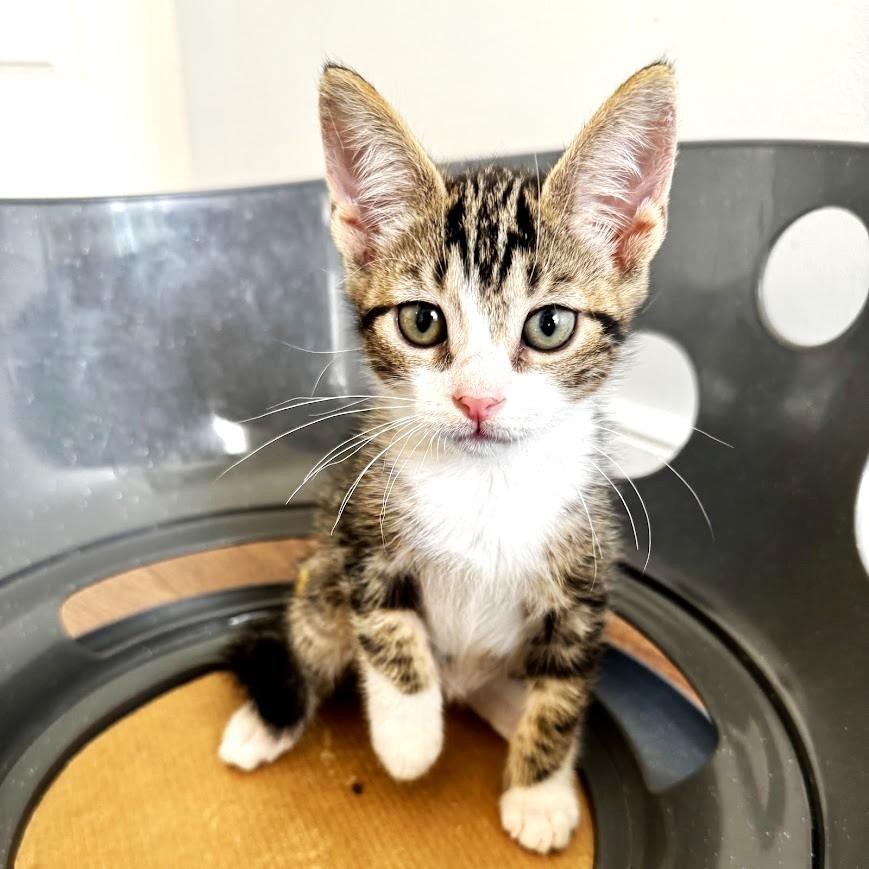 Enlarge Ollie, a Adoptable Domestic Short Hair in Chantilly, VA image 2/2