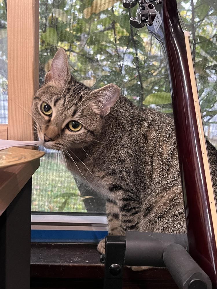 Borzoi, Adoptable, Adult Male Domestic Short Hair.