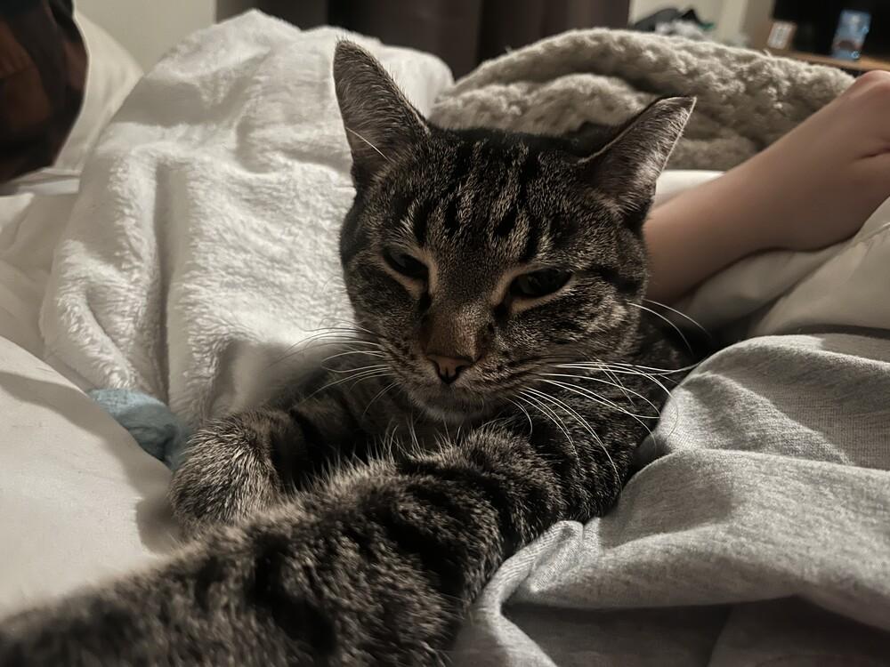 Enlarge Borzoi, a Adoptable Domestic Short Hair in Urbana, IL image 6/6