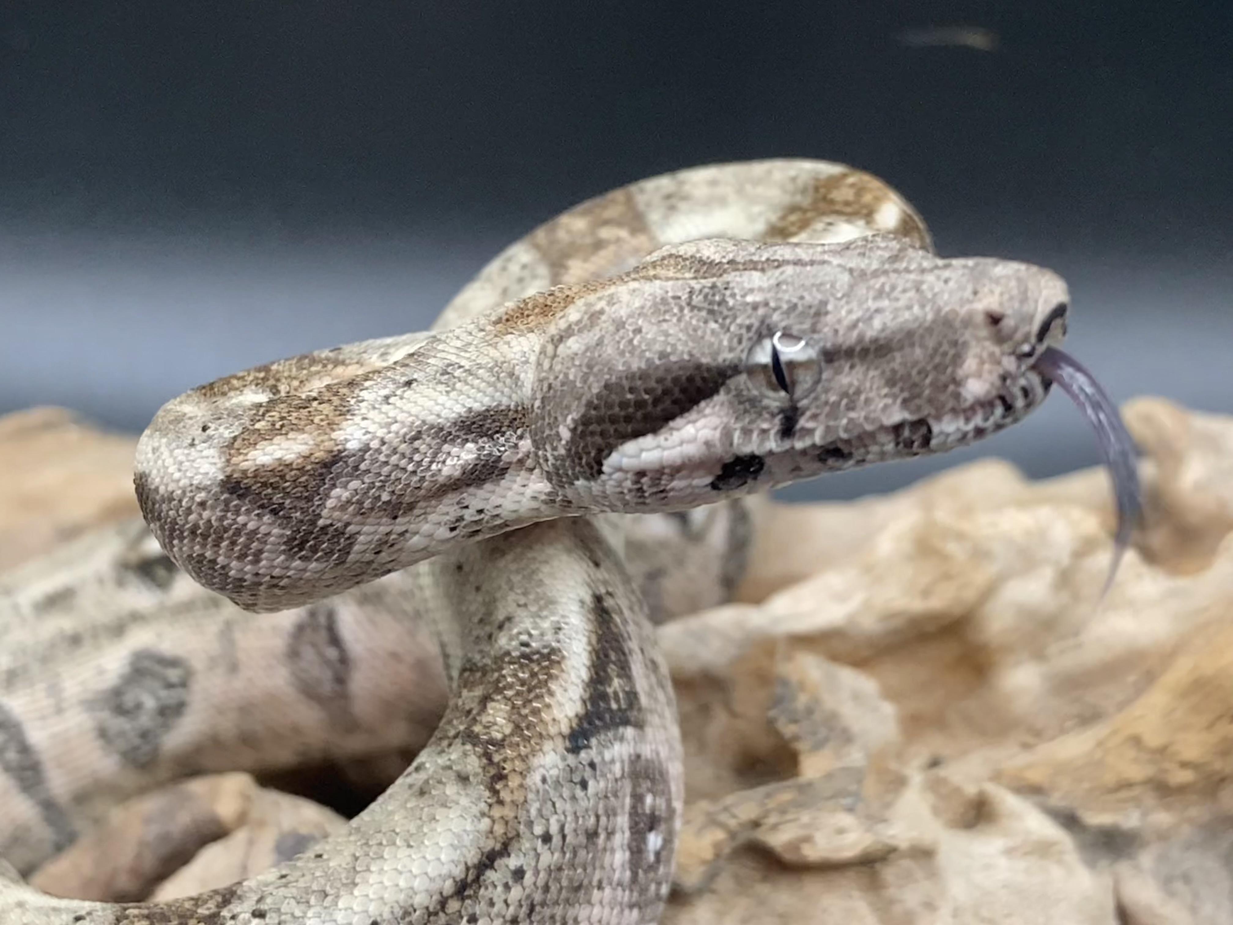 Lotus, an adopted Boa in Palmerton, PA image 1/4