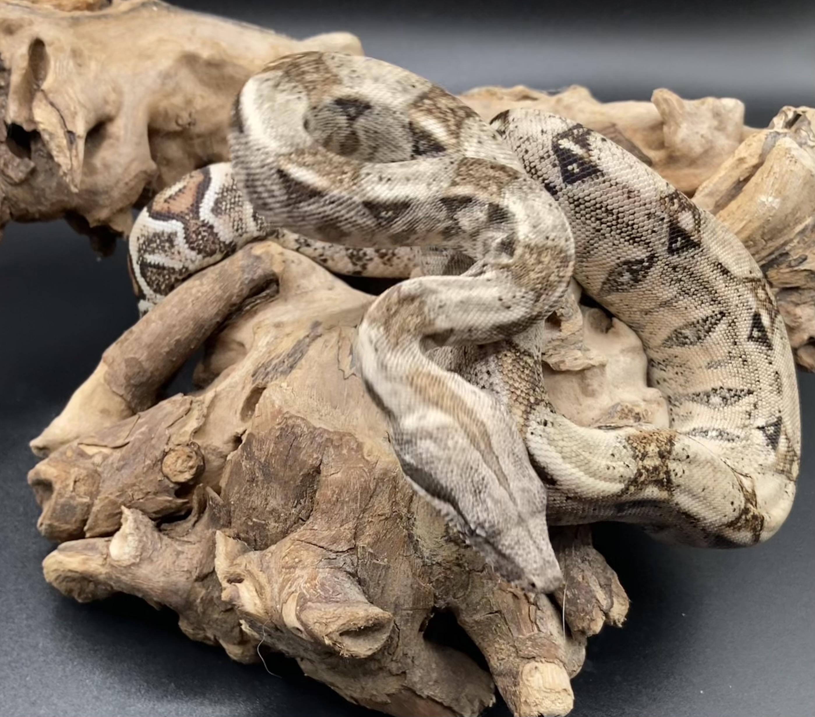 Lotus, an adopted Boa in Palmerton, PA image 2/4