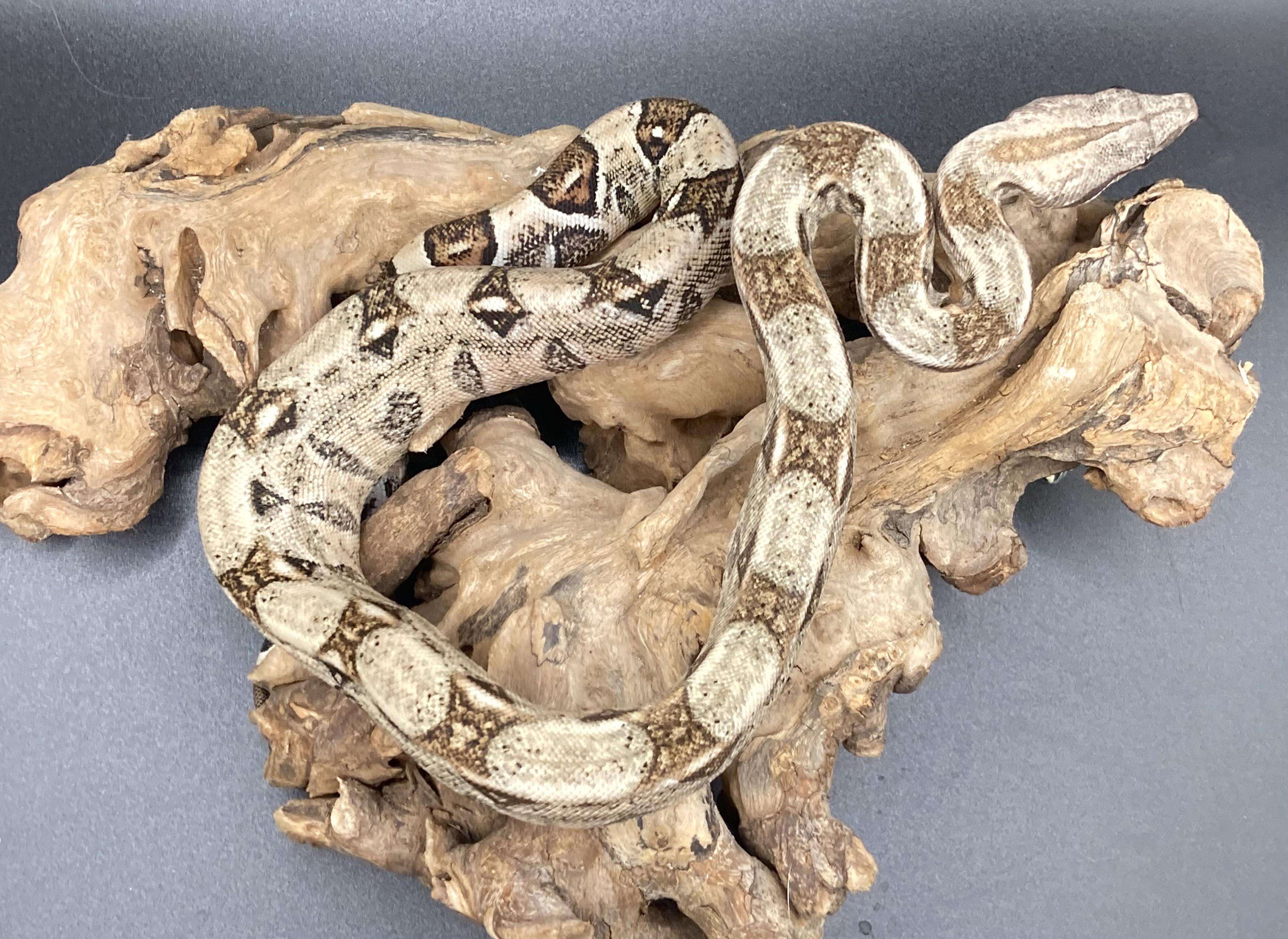 Lotus, an adopted Boa in Palmerton, PA image 3/4