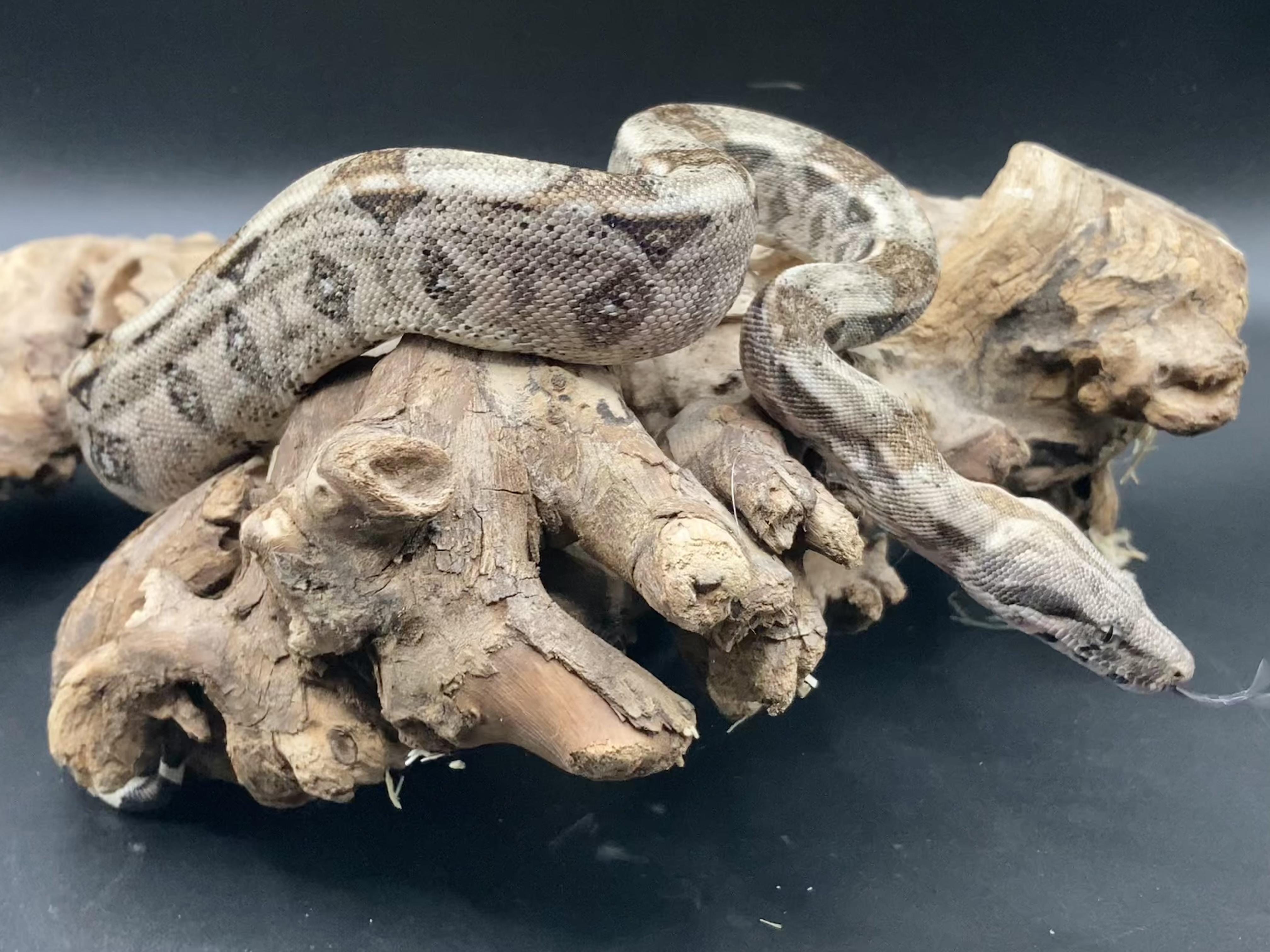 Lotus, an adopted Boa in Palmerton, PA image 4/4