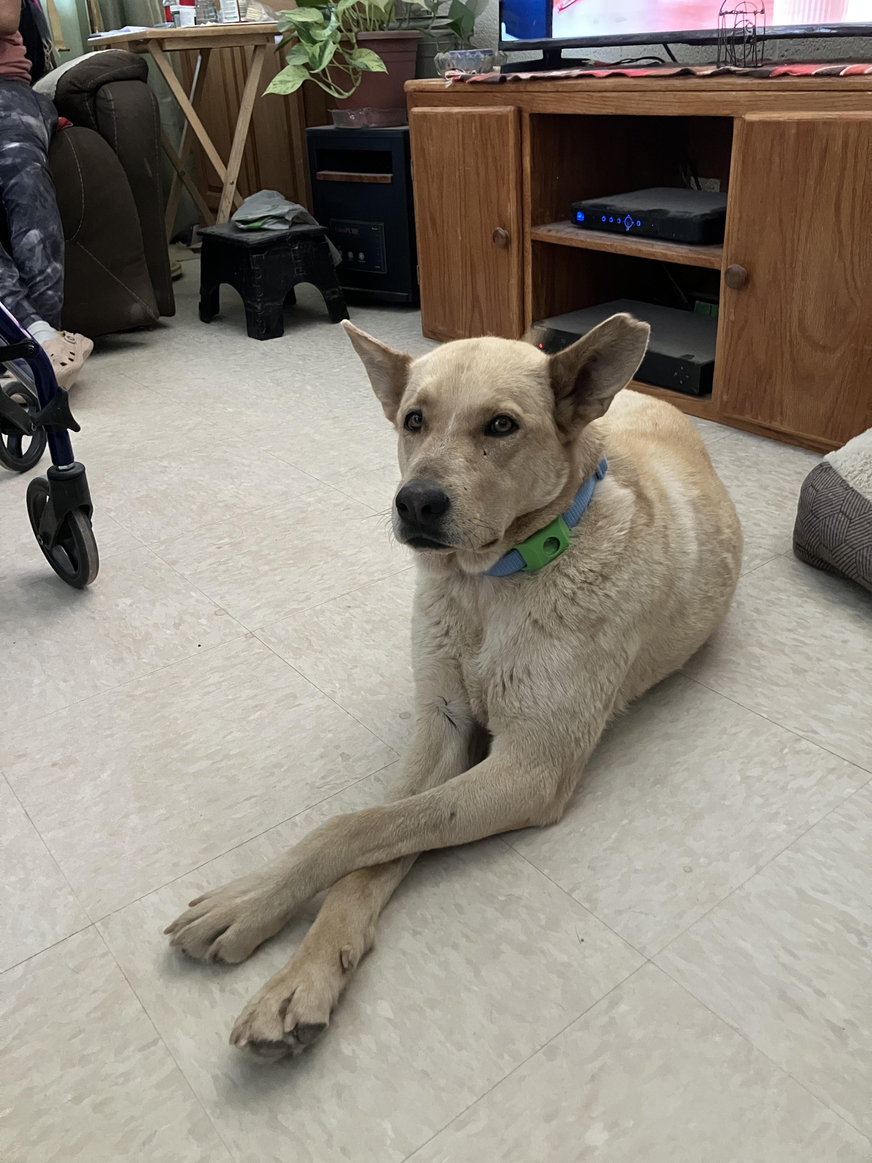 Enlarge Cooper, a Adoptable mixed breed in Flagstaff, AZ image 2/5