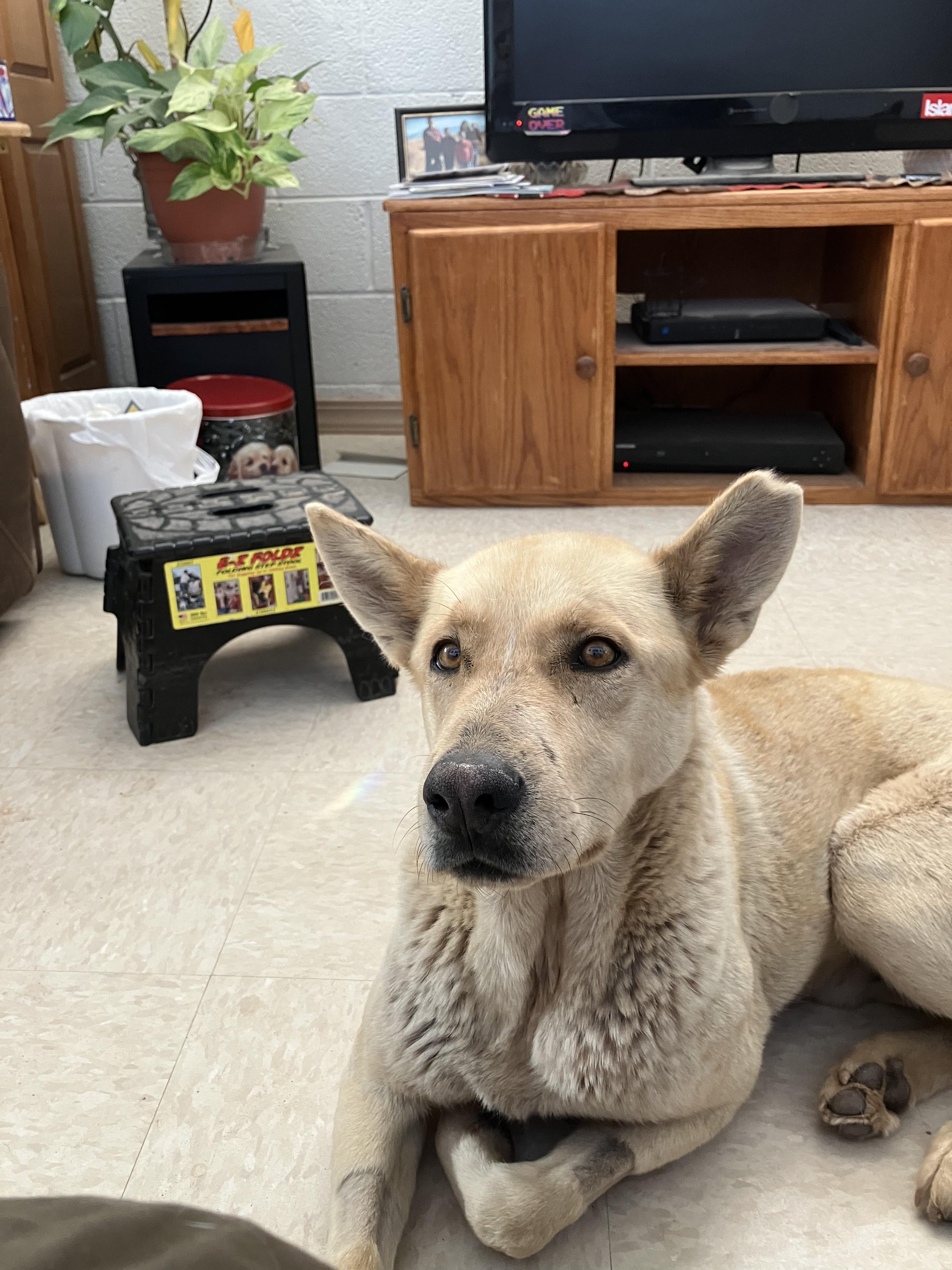 Cooper, Adoptable, Adult Male Shepherd.