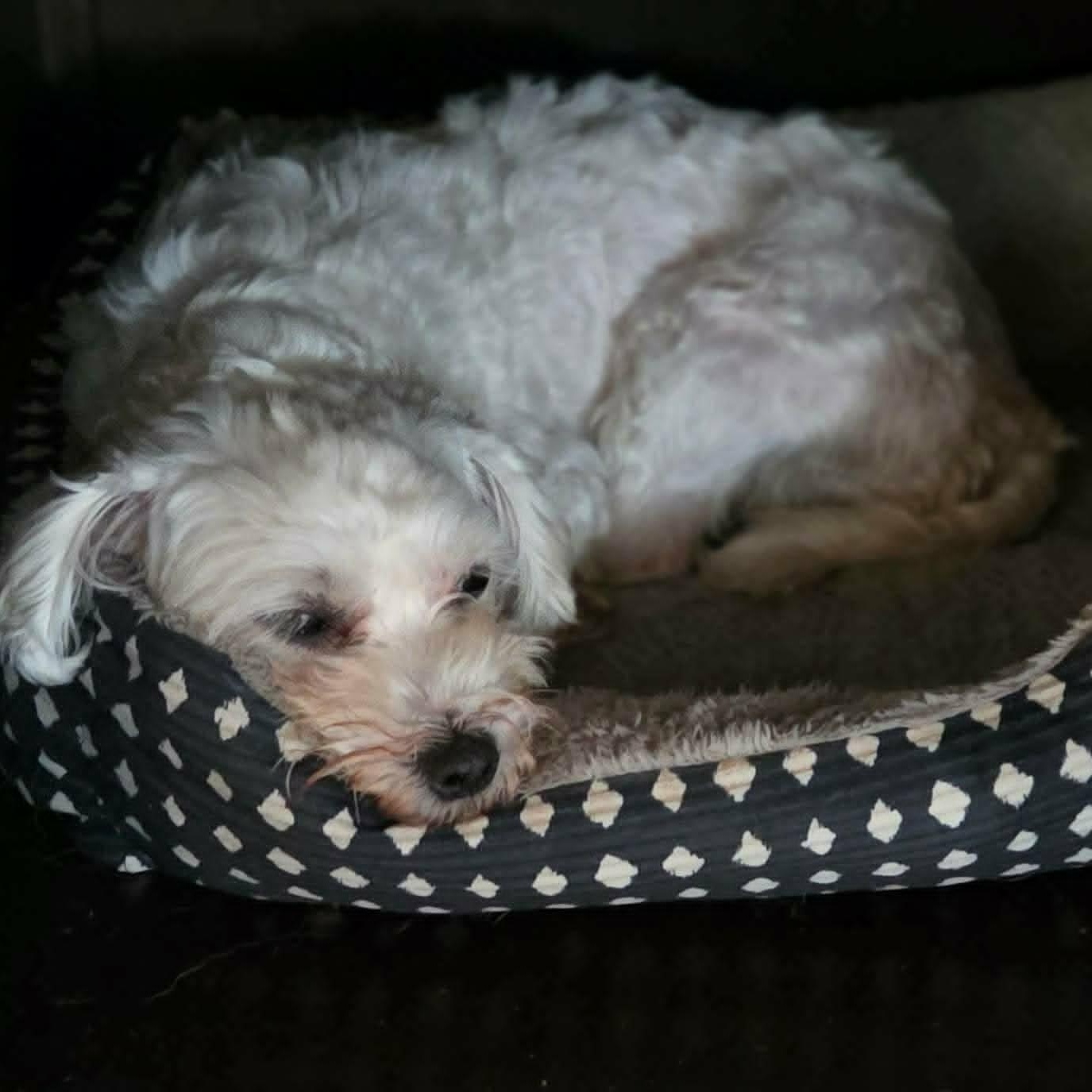 Enlarge Princess, a Adoptable Maltese in St Thomas, ON image 3/3