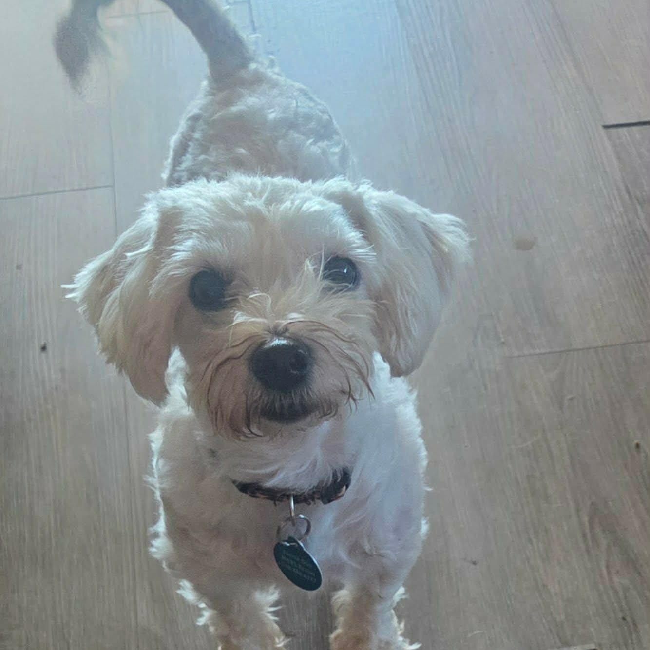 Enlarge Princess, a Adoptable Maltese in St Thomas, ON image 1/3
