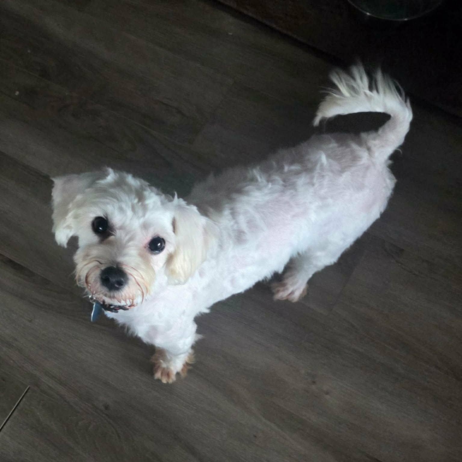 Enlarge Princess, a Adoptable Maltese in St Thomas, ON image 2/3