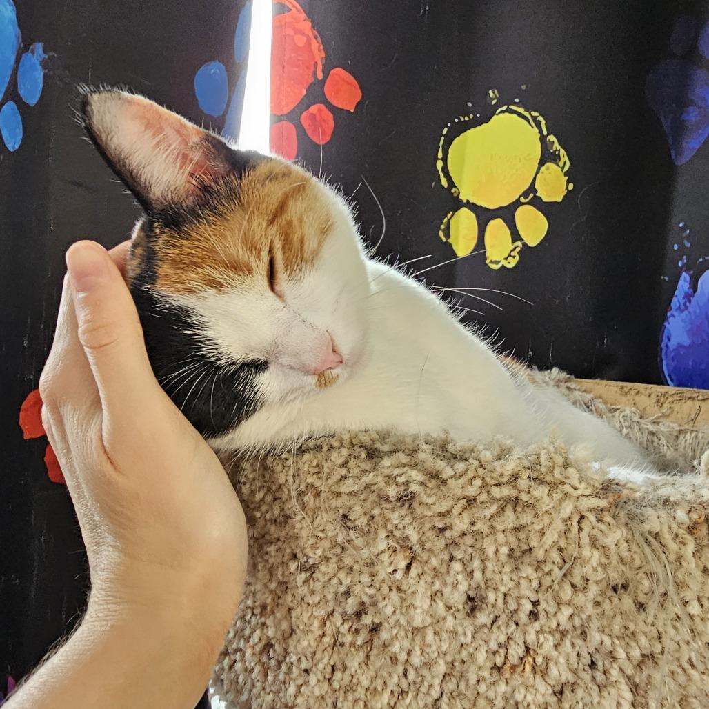 Sushi 26-006, Adoptable, Young Female Domestic Short Hair.