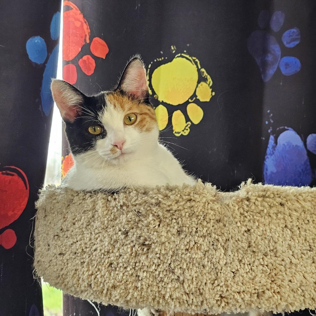 Enlarge Sushi 26-006, a Adoptable Domestic Short Hair in Little Rock, AR image 2/4