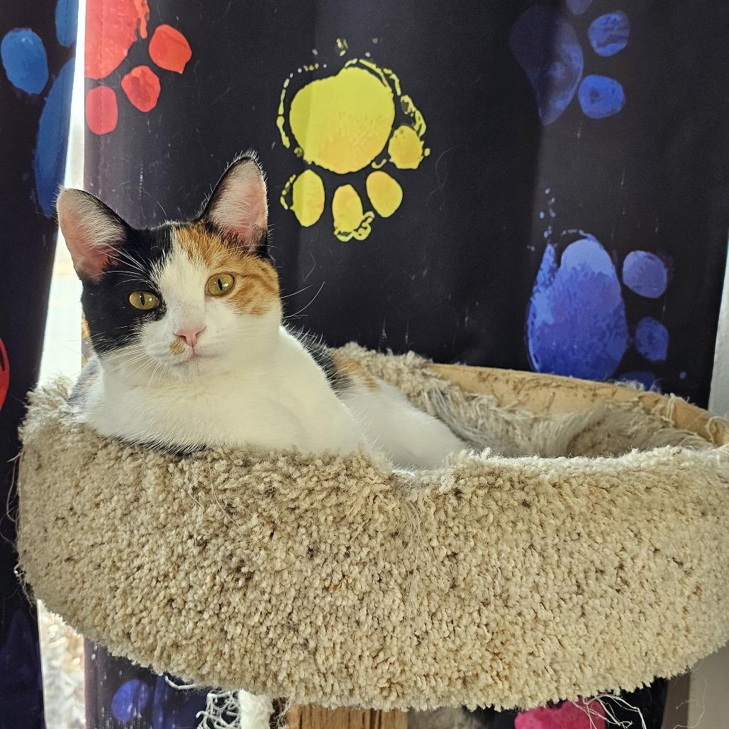 Enlarge Sushi 26-006, a Adoptable Domestic Short Hair in Little Rock, AR image 3/4