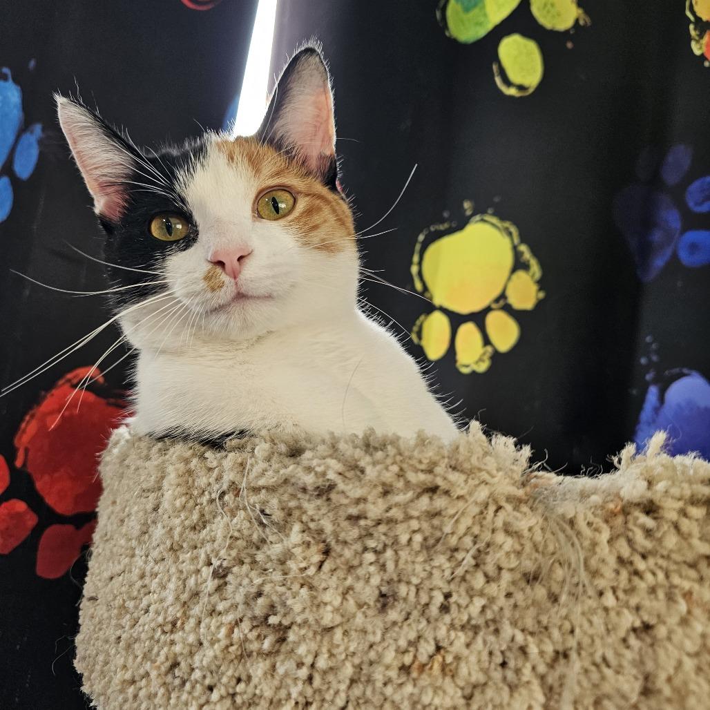 Enlarge Sushi 26-006, a Adoptable Domestic Short Hair in Little Rock, AR image 4/4