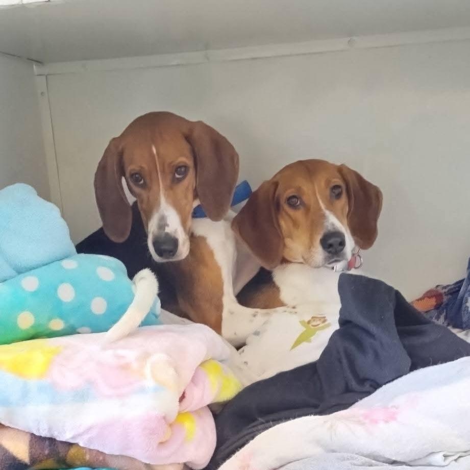 Pippa, a Adoptable Treeing Walker Coonhound in Mondovi, WI image 1/3