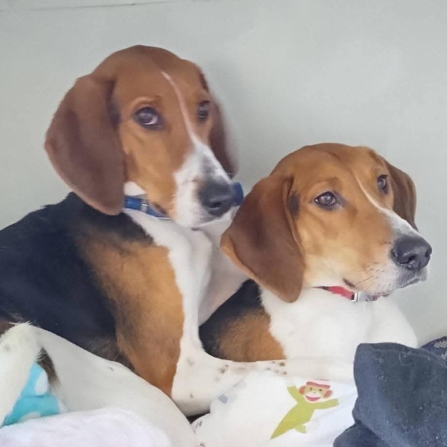 Pippa, a Adoptable Treeing Walker Coonhound in Mondovi, WI image 2/3