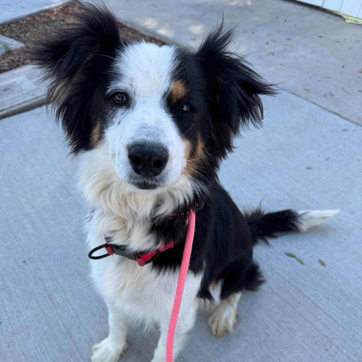 Enlarge Della, an adopted mixed breed in Newport Beach, CA image 1/3