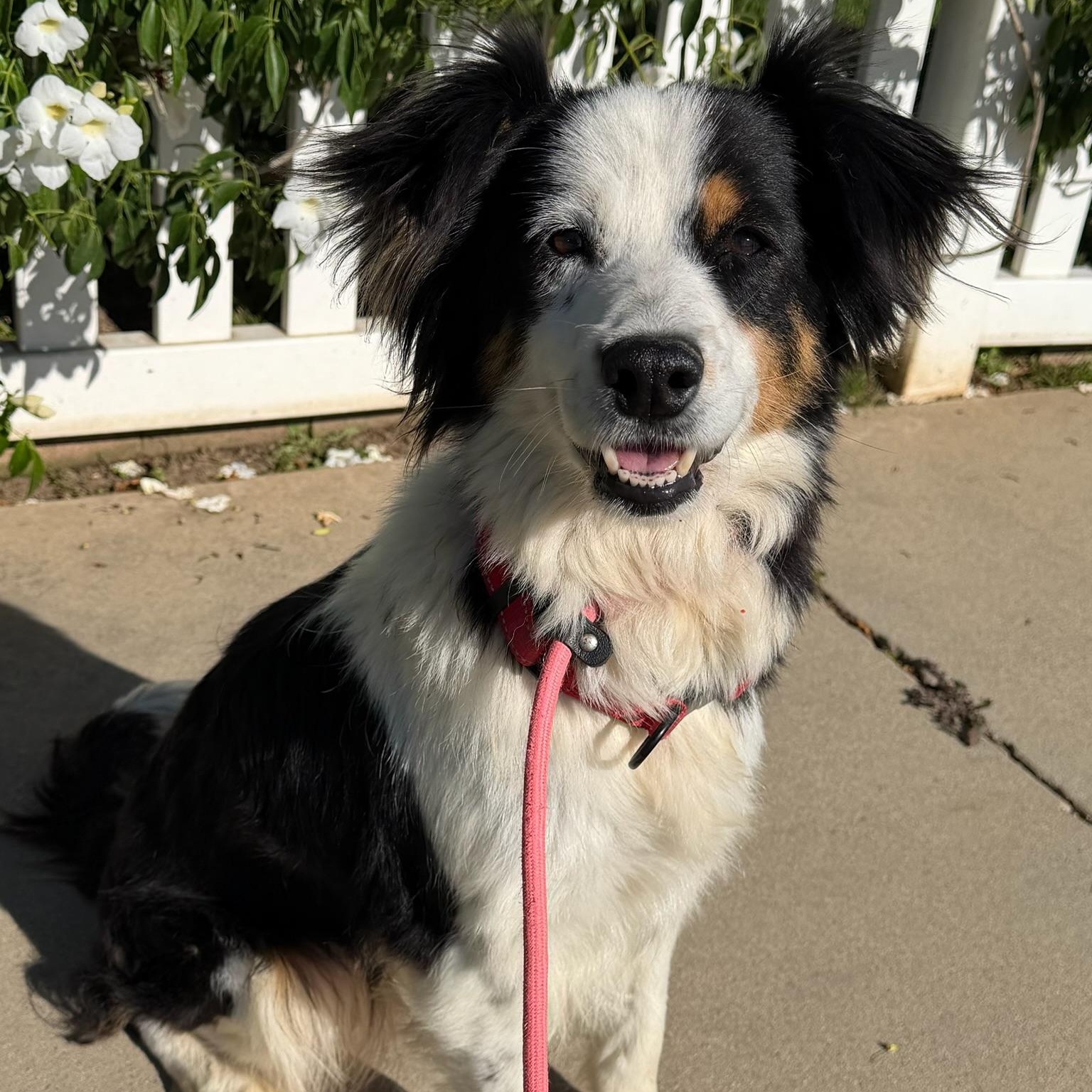 Enlarge Della, an adopted mixed breed in Newport Beach, CA image 2/3