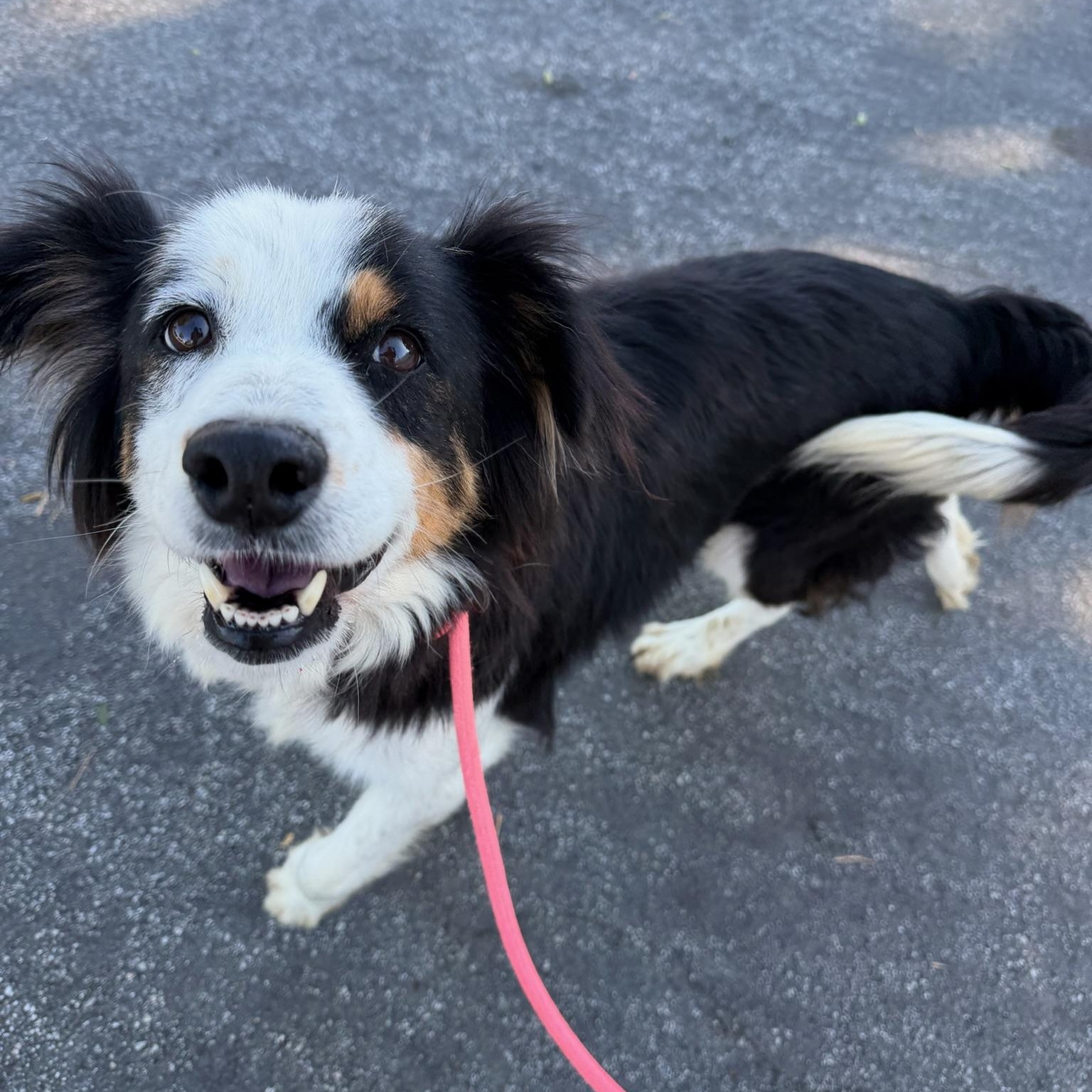 Enlarge Della, an adopted mixed breed in Newport Beach, CA image 3/3